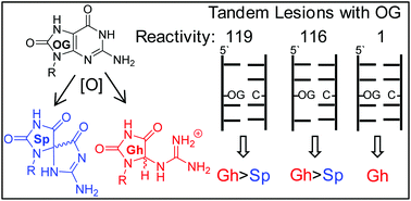 Graphical abstract: 8-Oxo-7,8-dihydro-2′-deoxyguanosine and abasic site tandem lesions are oxidation prone yielding hydantoin products that strongly destabilize duplex DNA