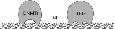 Graphical abstract: Target specificity of mammalian DNA methylation and demethylation machinery