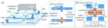 Graphical abstract: Crossing constriction channel-based microfluidic cytometry capable of electrically phenotyping large populations of single cells