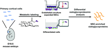 Graphical abstract: Metabolic glycan labeling-assisted discovery of cell-surface markers for primary neural stem and progenitor cells