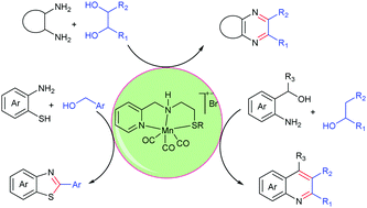 Graphical abstract: Phosphine free Mn-complex catalysed dehydrogenative C–C and C–heteroatom bond formation: a sustainable approach to synthesize quinoxaline, pyrazine, benzothiazole and quinoline derivatives