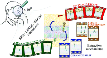 Graphical abstract: Mechanisms of lipid extraction from skin lipid bilayers by sebum triglycerides
