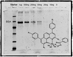 Graphical abstract: Luminescent protein staining with Re(i) tetrazolato complexes