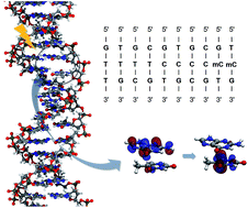 Graphical abstract: Role of charge transfer states into the formation of cyclobutane pyrimidine dimers in DNA