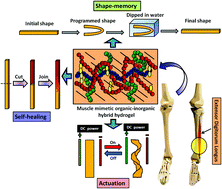 Graphical abstract: A muscle mimetic polyelectrolyte–nanoclay organic–inorganic hybrid hydrogel: its self-healing, shape-memory and actuation properties