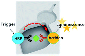 Graphical abstract: An integrated homogeneous SPARCL™ immunoassay for rapid biomarker detection on a chip