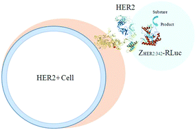 Graphical abstract: A luminescent biosensor for ex vivo detection of HER2-positive breast cancer based on a novel affiprobe