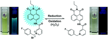 Graphical abstract: A fluorescent naphthalimide NADH mimic for continuous and reversible sensing of cellular redox state