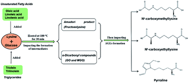 Graphical abstract: Effect of fatty acids and triglycerides on the formation of lysine-derived advanced glycation end-products in model systems exposed to frying temperature