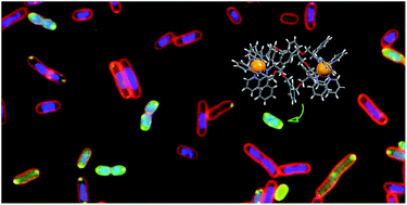 Graphical abstract: Metallohelices that kill Gram-negative pathogens using intracellular antimicrobial peptide pathways