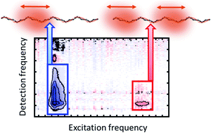 Graphical abstract: From wavelike to sub-diffusive motion: exciton dynamics and interaction in squaraine copolymers of varying length