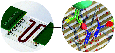 Graphical abstract: A microfluidic microparticle-labeled impedance sensor array for enhancing immunoassay sensitivity