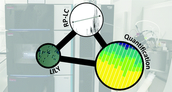 Graphical abstract: A combined flow injection/reversed-phase chromatography–high-resolution mass spectrometry workflow for accurate absolute lipid quantification with 13C internal standards