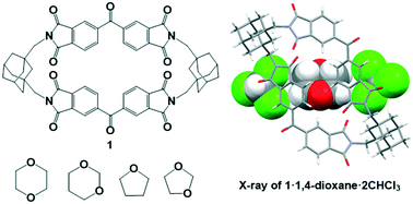 Graphical abstract: Co-Inclusion of cyclic ethers and chloroform by a macrocycle with benzophenone-3,3′,4,4′-tetracarboxylic diimide units