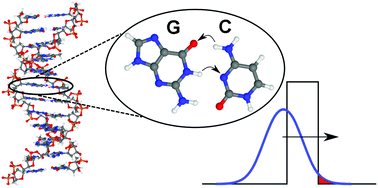 Graphical abstract: Quantum and classical effects in DNA point mutations: Watson–Crick tautomerism in AT and GC base pairs