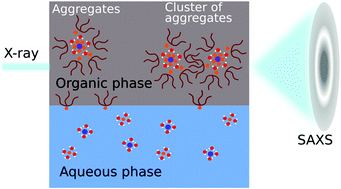 Graphical abstract: Ion-specific clustering of metal–amphiphile complexes in rare earth separations