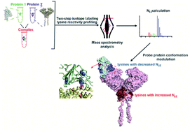 Graphical abstract: Probing conformational hotspots for the recognition and intervention of protein complexes by lysine reactivity profiling