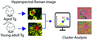 Graphical abstract: Micro-Raman spectroscopy of lipid halo and dense-core amyloid plaques: aging process characterization in the Alzheimer's disease APPswePS1ΔE9 mouse model