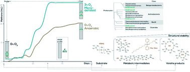 Graphical abstract: Microaerobic conditions in anaerobic sludge promote changes in bacterial composition favouring biodegradation of polymeric siloxanes