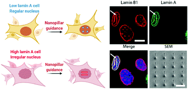 Graphical abstract: Revealing the heterogeneity in neuroblastoma cells via nanopillar-guided subnuclear deformation