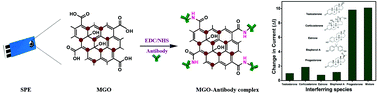 Graphical abstract: An electrochemical biosensing platform for progesterone hormone detection using magnetic graphene oxide