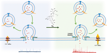 Graphical abstract: Ginsenoside Rg1 modulates vesicular dopamine storage and release during exocytosis revealed with single-vesicle electrochemistry