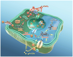 Graphical abstract: Nanomaterial-modulated cellular sodium extrusion and vacuolar sequestration for salt tolerance