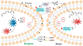 Graphical abstract: Nanoplastics promote the dissemination of antibiotic resistance through conjugative gene transfer: implications from oxidative stress and gene expression