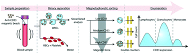 Graphical abstract: Immunomagnetic leukocyte differential in whole blood on an electronic microdevice