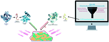 Graphical abstract: Identification of novel candidates for inhibition of LasR, a quorum-sensing receptor of multidrug resistant Pseudomonas aeruginosa, through a specialized multi-level in silico approach