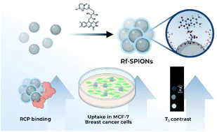 Graphical abstract: Riboflavin–citrate conjugate multicore SPIONs with enhanced magnetic responses and cellular uptake in breast cancer cells