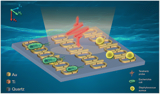 Graphical abstract: Identification and quantitative detection of two pathogenic bacteria based on a terahertz metasensor