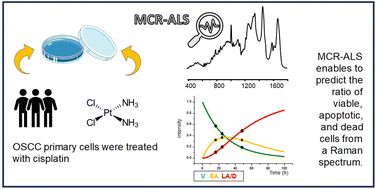 Graphical abstract: Multivariate curve Resolution-Alternating least squares coupled with Raman microspectroscopy: new insights into the kinetic response of primary oral squamous carcinoma cells to cisplatin