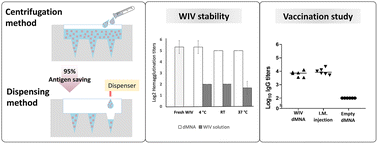 Graphical abstract: Efficient fabrication of thermo-stable dissolving microneedle arrays for intradermal delivery of influenza whole inactivated virus vaccine