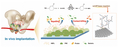 Graphical abstract: Fabrication and in vitro investigation of hyperbranched poly-lysine-grafted warp knitted polypropylene sling for potential treatment of stress urinary incontinence