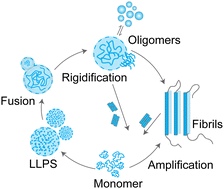 Graphical abstract: Protein misfolding and amyloid nucleation through liquid–liquid phase separation