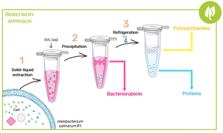 Graphical abstract: Bio-based solvents as a sustainable alternative to develop a multiproduct biorefinery process from archaebacteria Halobacterium salinarum R1