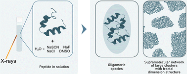 Graphical abstract: Investigation of supramolecular structures in various aqueous solutions of an amyloid forming peptide using small-angle X-ray scattering