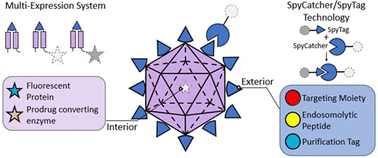 Graphical abstract: Highly modular hepatitis B virus-like nanocarriers for therapeutic protein encapsulation and targeted delivery to triple negative breast cancer cells