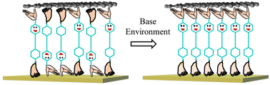 Graphical abstract: Orientation preference control: a novel approach for tailoring molecular electronic functionalities