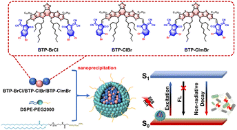 Graphical abstract: Halogen atom regulation of acceptor–donor–acceptor type conjugated molecules for photothermal antibacterial and antibiofilm therapy