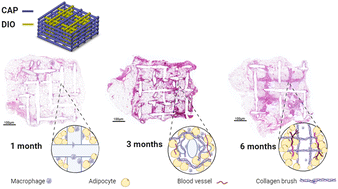 Graphical abstract: In vitro and in vivo degradation studies of a dual medical-grade scaffold design for guided soft tissue regeneration
