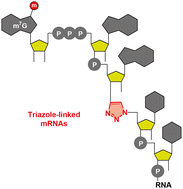 Graphical abstract: Access to capped RNAs by chemical ligation