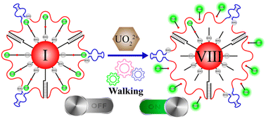 Graphical abstract: An enzyme-free fluorescence biosensor for UO22+ detection using Y-shaped wheel-mediated triple walking as a signal amplifier