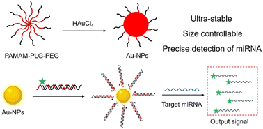 Graphical abstract: Precise and controllable synthesis of ultra-stable gold nanoparticles based on polymer templates for miRNA detection