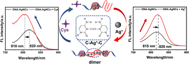 Graphical abstract: Dimerizing DNA-AgNCs via a C–Ag+–C structure for fluorescence sensing with dual-output signals