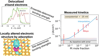 Graphical abstract: The electrocatalytic activity for the hydrogen evolution reaction on alloys is determined by element-specific adsorption sites rather than d-band properties