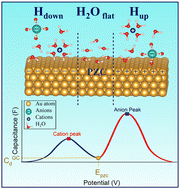 Graphical abstract: Tracking the surface structure and the influence of cations and anions on the double-layer region of a Au(111) electrode