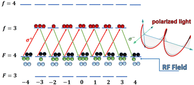 Graphical abstract: Investigation of optical pumping in cesium atoms with circularly polarized light and radio-frequency field: a theoretical approach