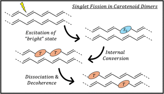 Graphical abstract: Singlet fission in carotenoid dimers – the role of the exchange and dipolar interactions